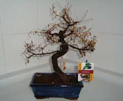 A bonsai enthusiast would like to get the maximum enjoyment from the bonsai by keeping it healthy considering the fact that the tree can technically outlive its owner. Bonsai Tree Guide Our House Plants