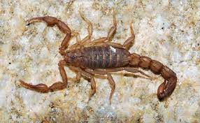 Welcome scorpion enthusiasts and casual observers! Scorpion Healing Voyage