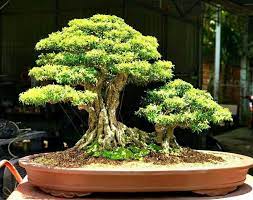 Mother And Child Bonsai Tree Bonsai Garden Bonsai Plants