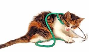 An overactive thyroid, high blood pressure, heart defects and thickened heart muscle can cause heart murmurs in cats. Pets Health Does My Cat S Heart Murmur Require An Operation Or Medication Express Co Uk