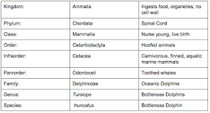 bottlenose classification chart sutori