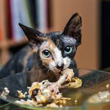 So i hope you gave her some! Can My Cat Eat That A Quick Primer On Human Food And Cats Catster