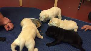 Day 29 Puppies Eat Solid Food For 1st Time Youtube