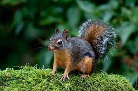 My Favorite Little Squirrels A Douglas Tree Squirrel Coming To Steal Some Bird Seed Form My Backyard Bird Backyard Birds Backyard Birds Feeders Cute Squirrel