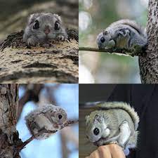 Despite their tiny size, japanese dwarf flying squirrels can glide up to 160 meters in distance, in one go! Facts About Japanese Dwarf Flying Squirrel