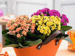 Image result for Kalanchoe calandiva
