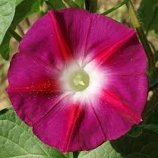 Morning Glory Seeds Scarlet O Hara Flower Seeds Morning Glory Flowers Morning Glory Seeds