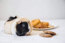 5 Mascotas Que Puedes Tener En Casa Si No Eres De Perros Ni Gatos