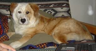 Maybe you would like to learn more about one of these? Australian Retriever Australian Shepherd Golden Retriever Mix Info Pictures