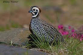 Birds Of The Southwest United States Mearn S Montezuma Quail Cyrtonyx Montezumae Quail Hope Is The Thing With Feathers Bird