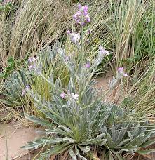 Image result for Matthiola