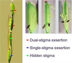 نتیجه جستجوی لغت [stigma] در گوگل