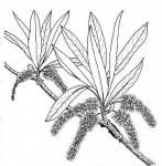 Image result for Terminalia brachystemma ×  sericea