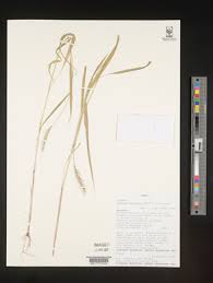 Image result for Setaria pseudaristata