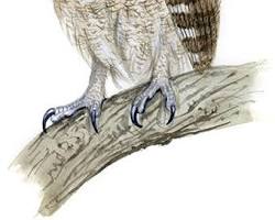 コノハズクの画像