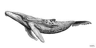 The humpback whale (megaptera novaeangliae) is a species of baleen whale. Bild Meeressaugetier Zeichnung Portrait Schwarz Von Maarta Bei Kunstnet