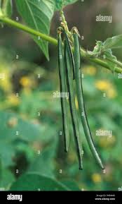 Image result for Vigna umbellata