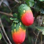 Image result for Coccinia rehmannii