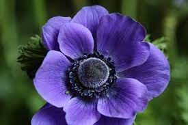 Purple Anemone Windflower Anemone Flower Pictures Anemone Flower Anemone