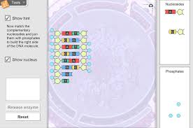 What are the two dna components shown in the gizmo? Building Dna Gizmo Lesson Info Explorelearning
