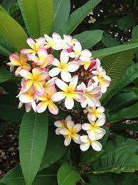 Pin By Adele Caballero On Love Plumeria Flowers Beautiful Flowers Flower Beauty