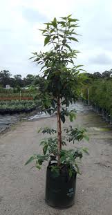 Image result for Lophostemon confertus