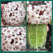 Image result for Hugonia elliptica
