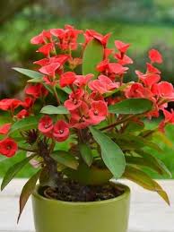 Check spelling or type a new query. Bunga Euphorbia Selain Berbunga Ranum Juga Antimikroba Hingga Atasi Luka Bakar Klik Hijau