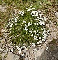 Image result for Sagina abyssinica