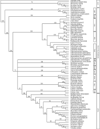 Image result for Callichilia orientalis