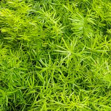 Image result for Asparagus schroederi