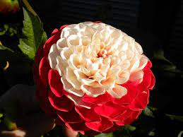 War Of The Roses Dahlia Just Another Example Of The Variation In Petal Colouring In This Plant Rose Plants Dahlia