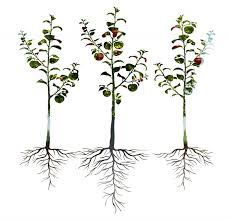Dwarf rootstock trees grow to the smallest size and with the slowest growth habit. Cornell Usda Rootstock Program Reimagines How Apples Are Grown Fruit Growers News