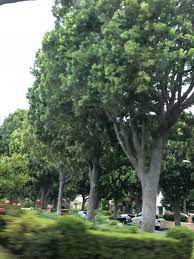 Pin By Elizabeth Guber On Landsacpe Trees Chinese Elm Tree Elm Tree Tree Service