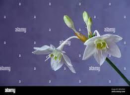 Hermosa Eucharis El Nombre Ingles Lirio Amazonas Flor Cerca De Fondo Azul Fotografia De Stock Alamy