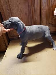 Cody loved that tiny could stand up at magnificent danes, we are very selective when choosing our sires and dams. Great Dane Puppies For Sale Bridgeton Nj 339466