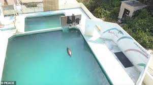If you liked bunny succulents, then you're in for a real treat because someone just shared a pic of succulent plants that look like dolphins and the japanese are going crazy about them! Dolphin Named Honey Who Was Abandoned In Japanese Aquarium Dies After Two Years In Small Pool Daily Mail Online
