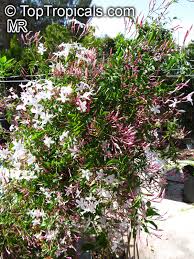 Image result for Jasminum polyanthum