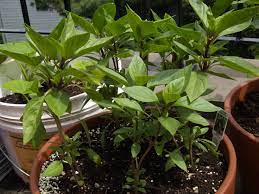 Our cuisine showcases the abundance of. Thai Basil Wikipedia