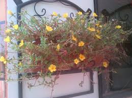 Bunga lobelia membuat tambahan yang indah untuk kebun tetapi seperti banyak tanaman, pemangkasan adalah bagian penting dari menjaga tanaman lobelia mencari yang terbaik. 15 Tanaman Hias Gantung Yang Cocok Di Rumahmu Page 2 Of 2 Bibit Online