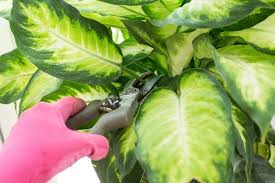 How To Care For Dieffenbachia Hunker Plants Hanging Plants House Plants Indoor