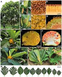 Image result for Artocarpus