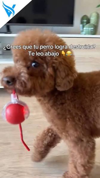 Una pelota con cuerda que sea divertida y fácil de usar para perros y  humanos en juego y adiestramiento. KONG en MascotaModa Online