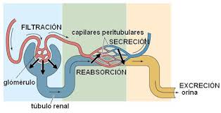 Resultado de imagen para imagenes del sistema genitourinario DE MEDICAMENTOS POTENTES DEL ASA