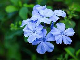 Check spelling or type a new query. List Of 300 Flower Names A To Z With Images Florgeous