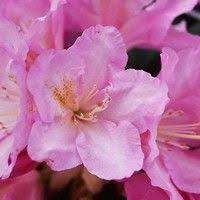 Rhododendron Ken Janeck Rhododendron Planting Shrubs Fragrant Garden