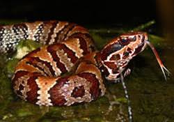 Florida Snakes Venomous And Non Venomous Waterfront Snakes