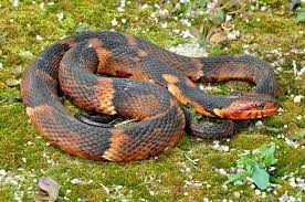 Banded Water Snake Nerodia Fasciata Snake Amphibians Species