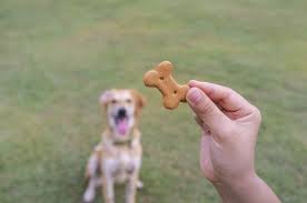 How to train your dog to stop jumping. How To Train A Dog Not To Jump On You Or Others The Dog People By Rover Com