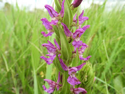 Image result for Brachycorythis